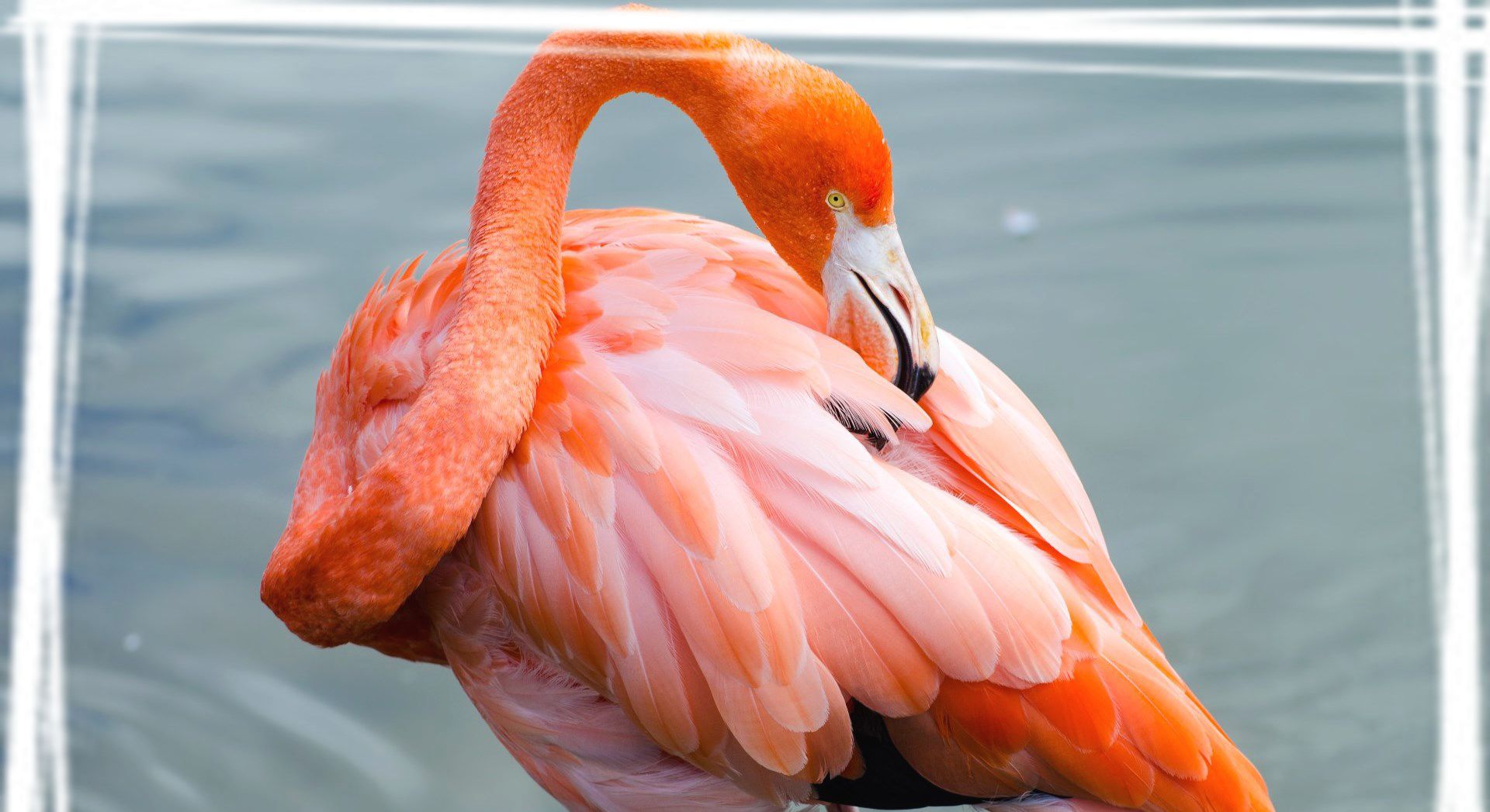 火烈鸟高清壁纸图片安利 高清图集 新浪网 火烈鸟高清壁纸图片安利 高清图集 新浪网