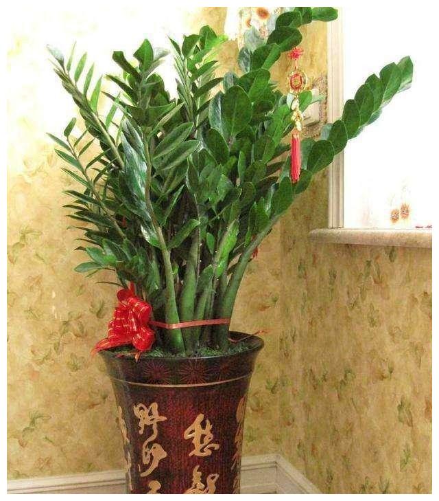这“5种”植物，寓意“吉祥”，还能吸甲醛，家里1盆，身体更健康