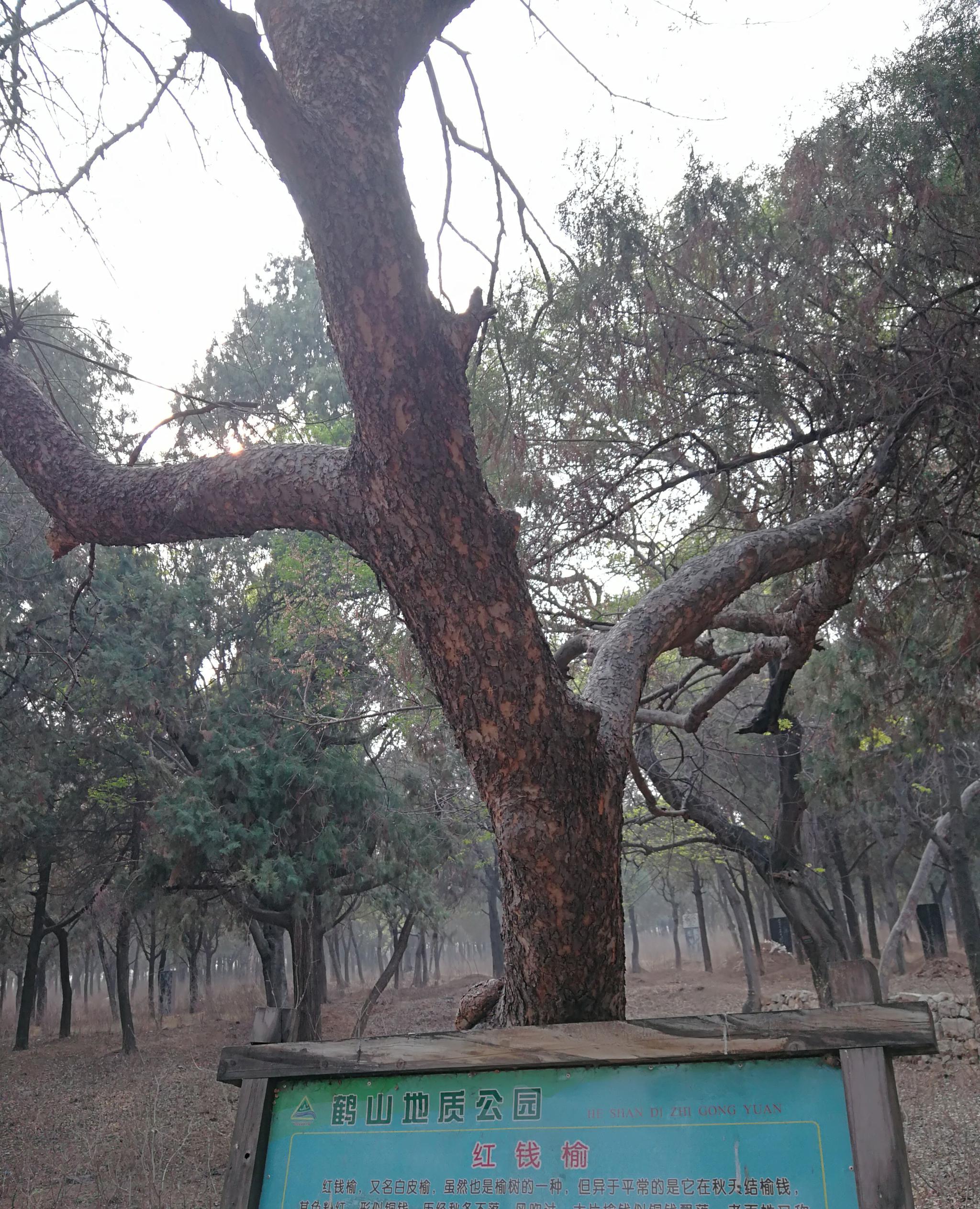 第一次去这里的颜子庙和颜林,珍贵的红钱榆、铁树、楷树……|榆树|皇宫_新浪新闻