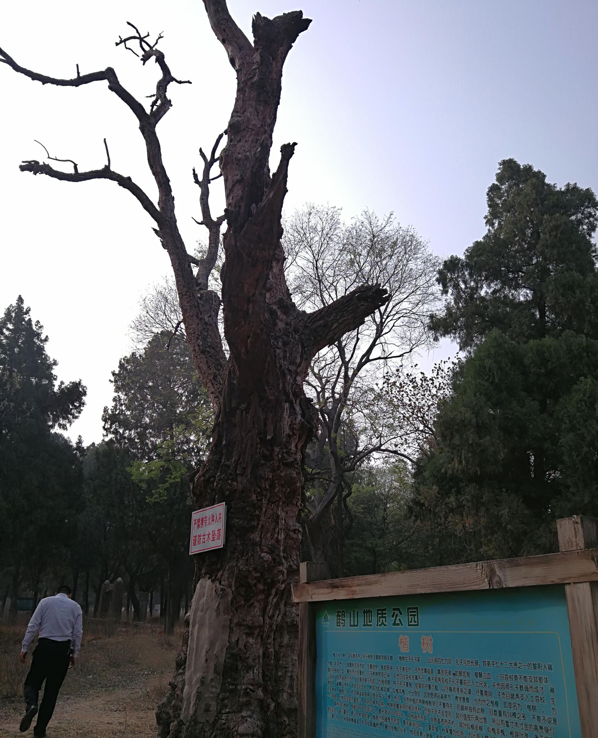 第一次去这里的颜子庙和颜林,珍贵的红钱榆、铁树、楷树……|榆树|颜林|铁树_新浪新闻