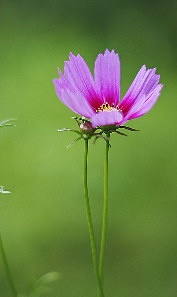 格桑梅朵期盼各族人民幸福吉祥