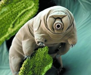 隐身抗辐射又不怕火烧,地表最强水熊虫为何能违背自然规律?