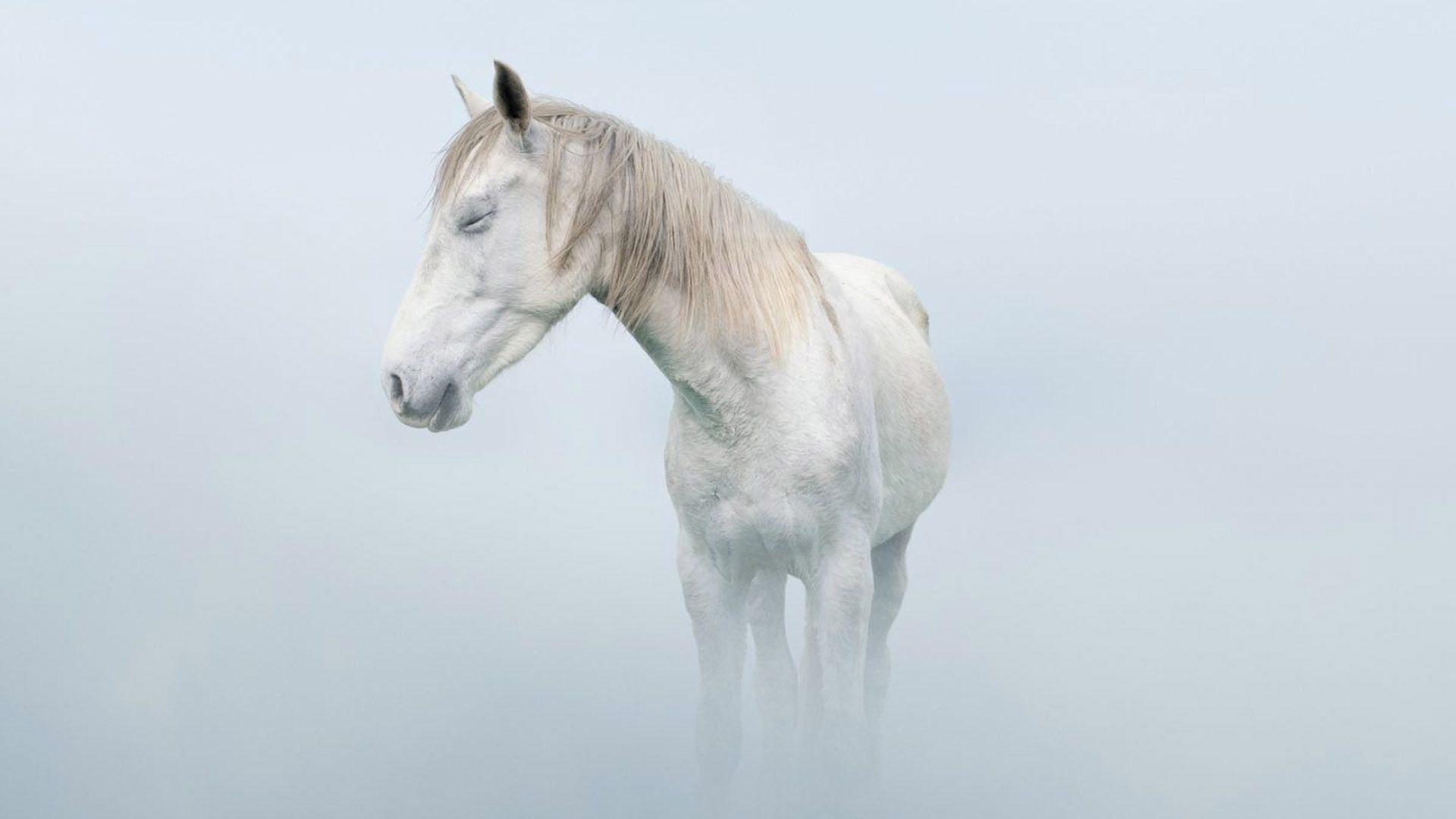 纯白色系列清新创意高清桌面壁纸