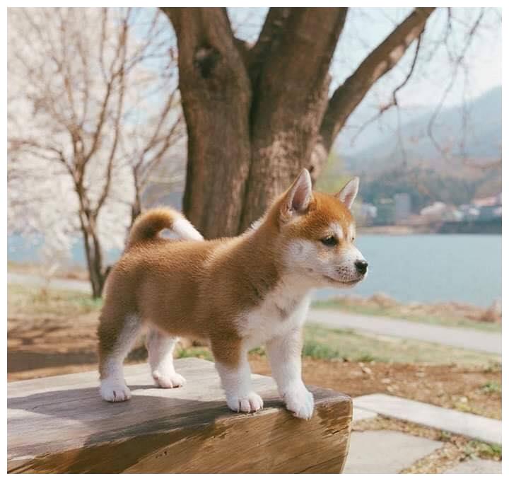小柴犬比网红更厉害"超会拍ig美照" 亲自教导拍照秘诀:看镜头
