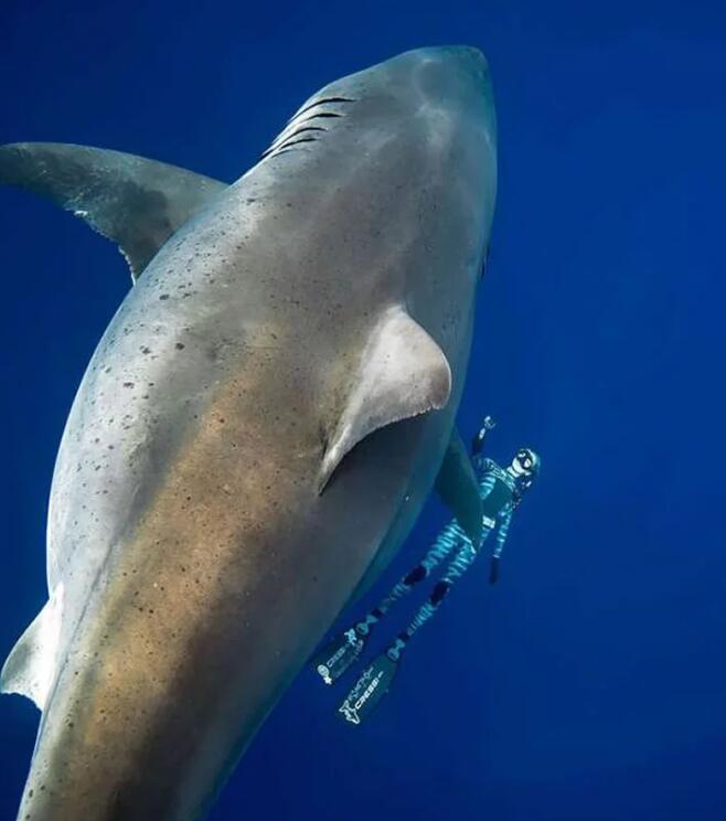 6米 史上最大个怪物级大白鲨"深蓝"被发现
