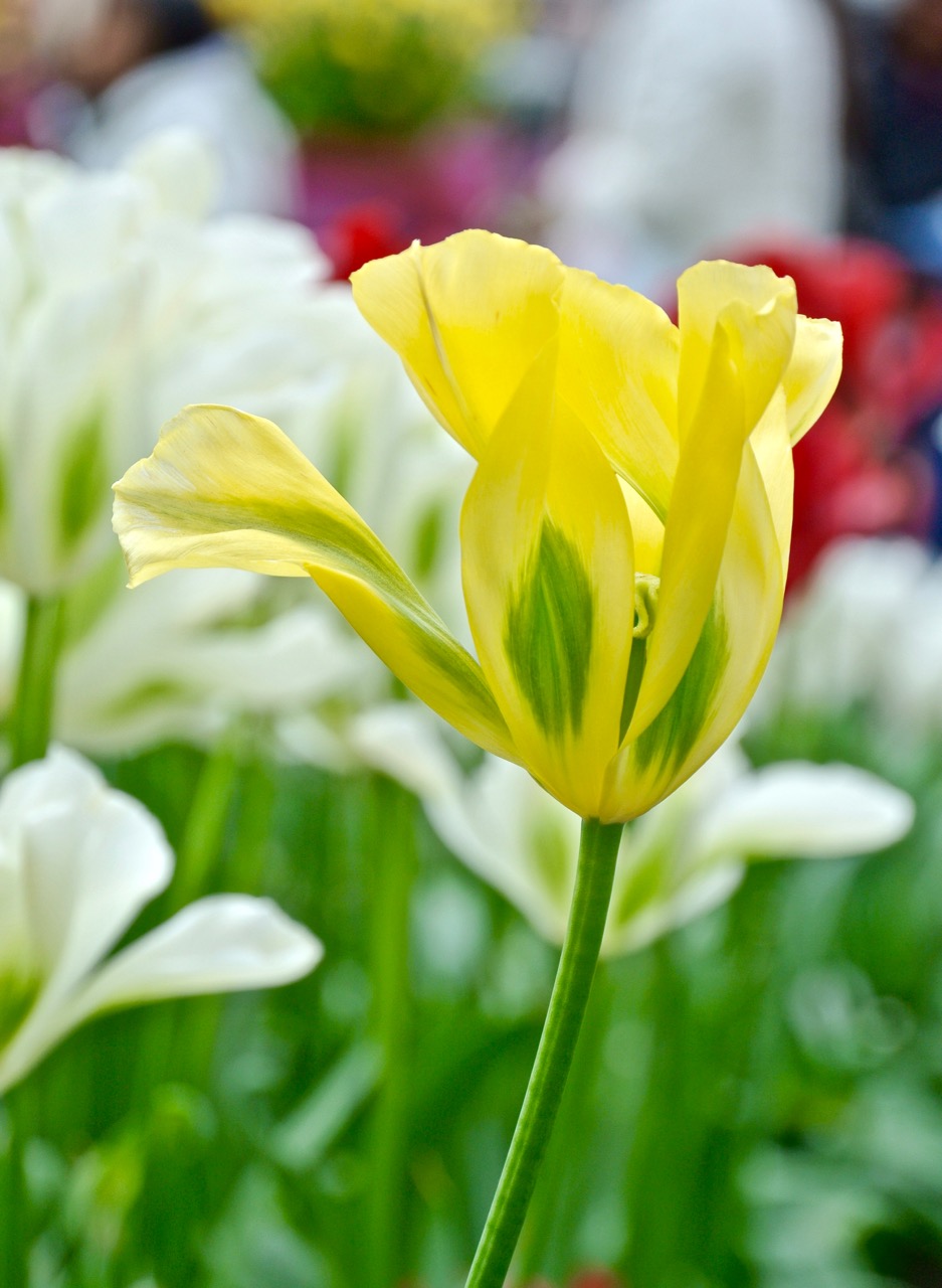 春节七日花 大年初六送穷鬼 本命年吃驴打滚 春节七日花 大年初六送穷鬼 本命年吃驴打滚