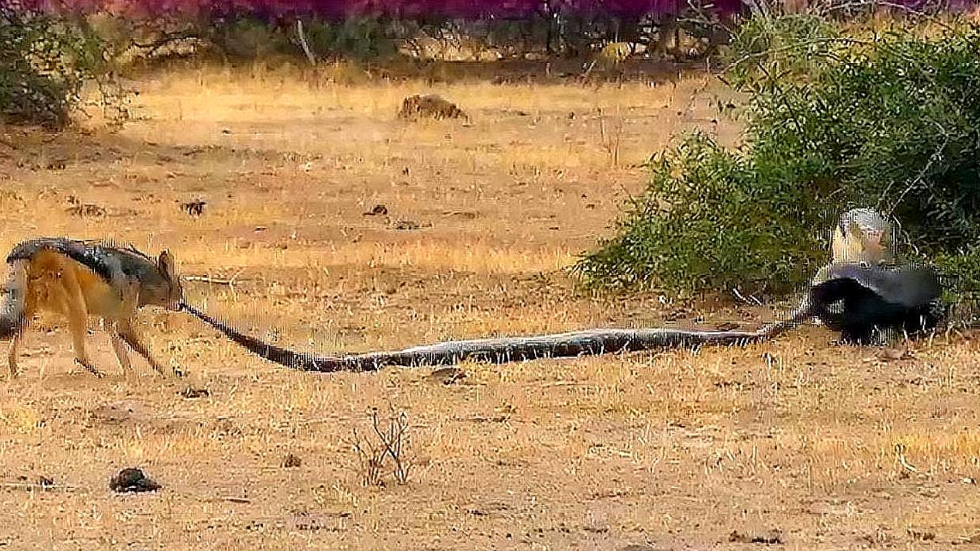 平头哥捕杀巨蟒却遭反杀生,死时刻豺狼赶到,镜头拍下激烈过程