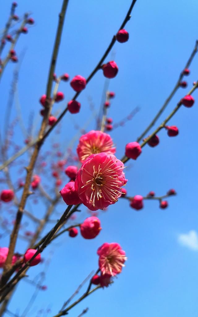 正月里梅花为谁开 点点火红挂满枝头 高洁而又坚强 正月里梅花为谁开 点点火红挂满枝头 高洁而又坚强