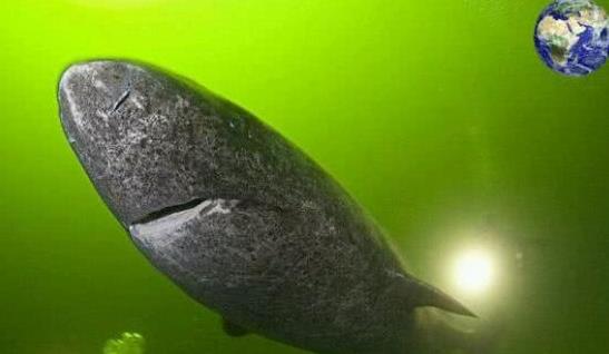 大海中发现一头活了400岁的大鲨鱼见证了明朝至今厉害了