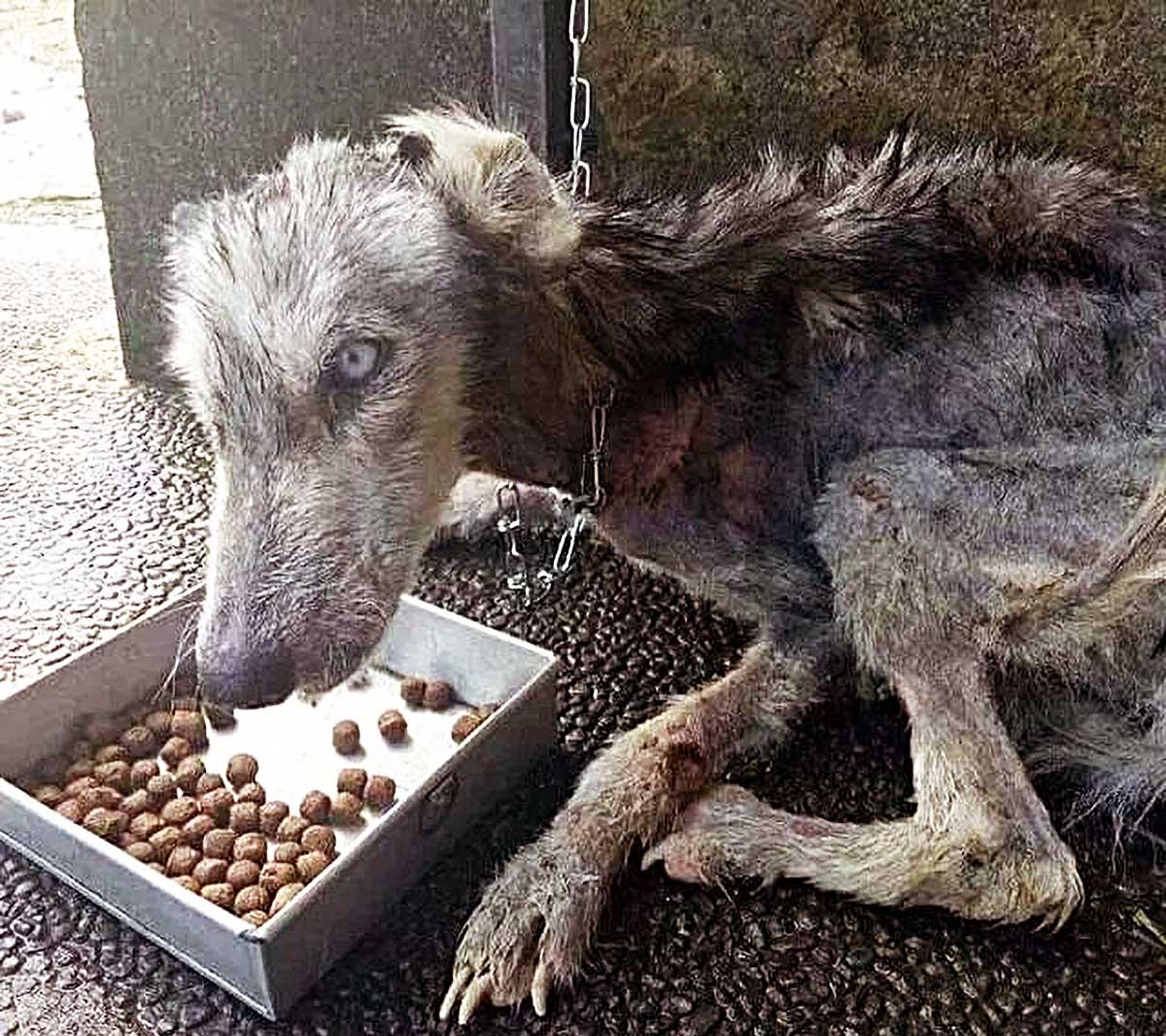 狗狗被坏人长期虐待,已经变成"人不人,鬼不鬼",让人瘆得慌!