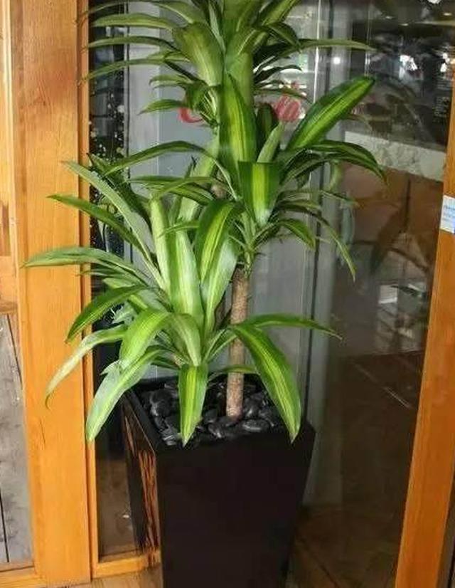 这6种特别耐旱耐阴的室内盆栽,几个月不管也没有问题新手也不怕|植物