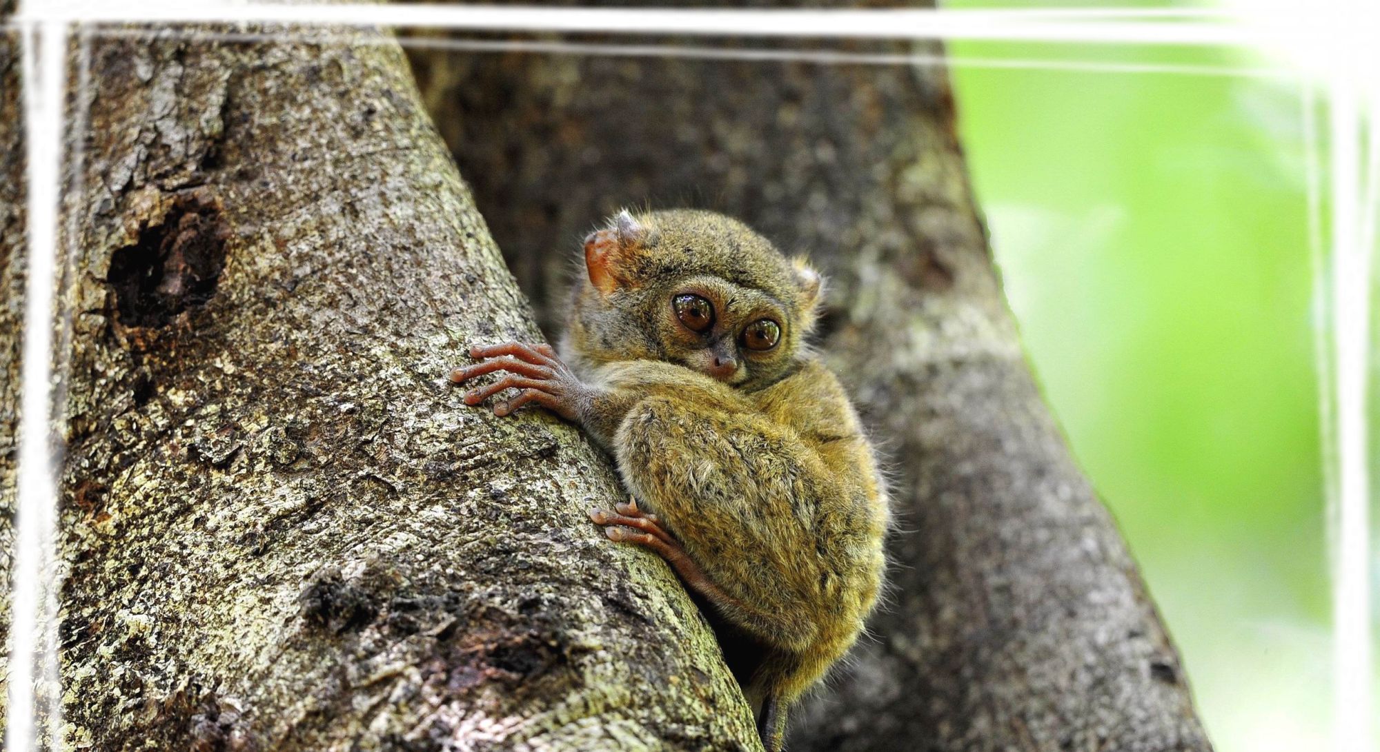 高清懒猴图片桌面壁纸图片