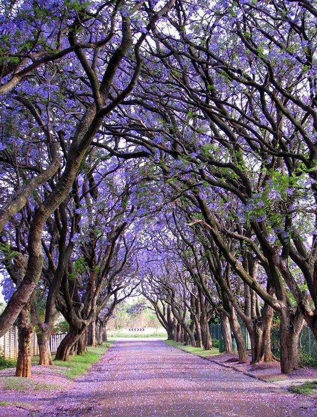 树和道路的艺术一组照片看国外摄影师拍出的最美林荫道