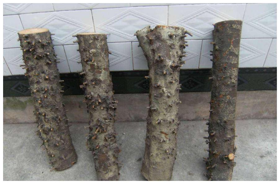 农村一种少见的树浑身都长满了刺做成成品价值上万