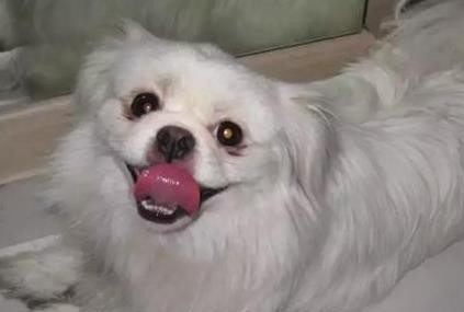 这狗成精了还会装咳嗽吸引主人注意网友磨人的小妖精