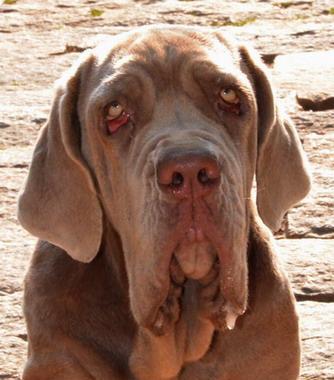 满脸都是褶子的狗,看起来至少八十岁,世界上最丑的狗!