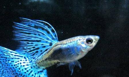 养殖孔雀鱼 多长时间喂一次 有合理的喂鱼方法吗