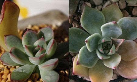 家养多肉植物必知的技巧叶子发黄可以这样管理