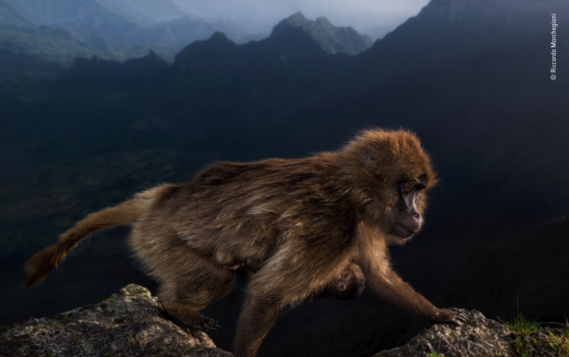 2019年自然历史博物馆年度最佳野生动物摄影师大赛中获奖作品_高清