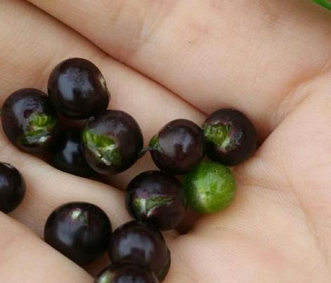 农村一种紫黑色野果家乡童年吃的味道小时候今常吃