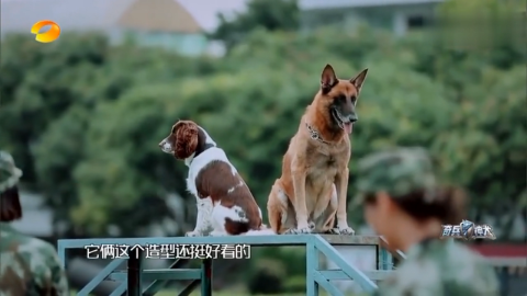 沙溢带警犬阿贝挑战老警犬沙溢总结还是太年轻了