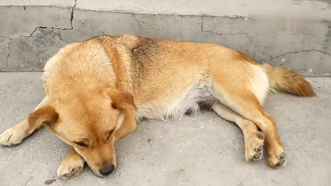 老土狗养了8年白天都习惯于躺在地上睡觉平时很忠诚听话