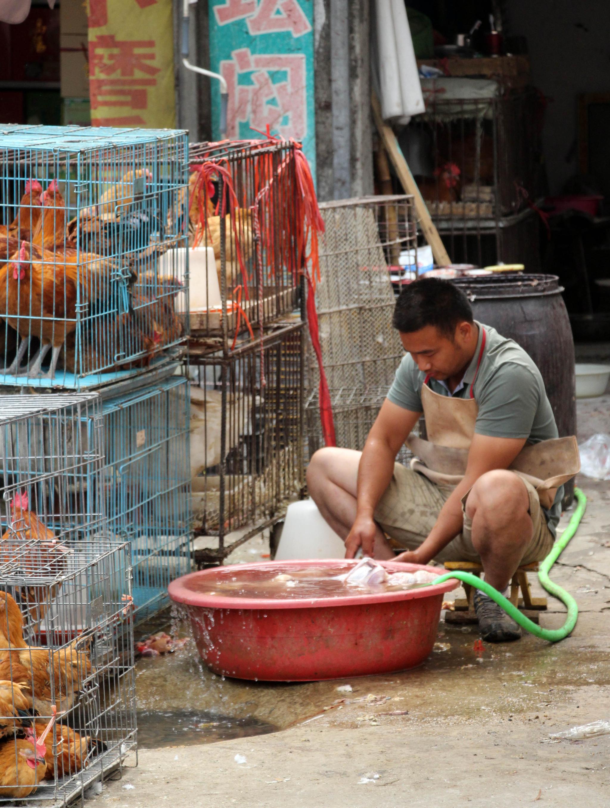 养鸡人的春天到了,活禽市场全面打开,一天都卖好几筐
