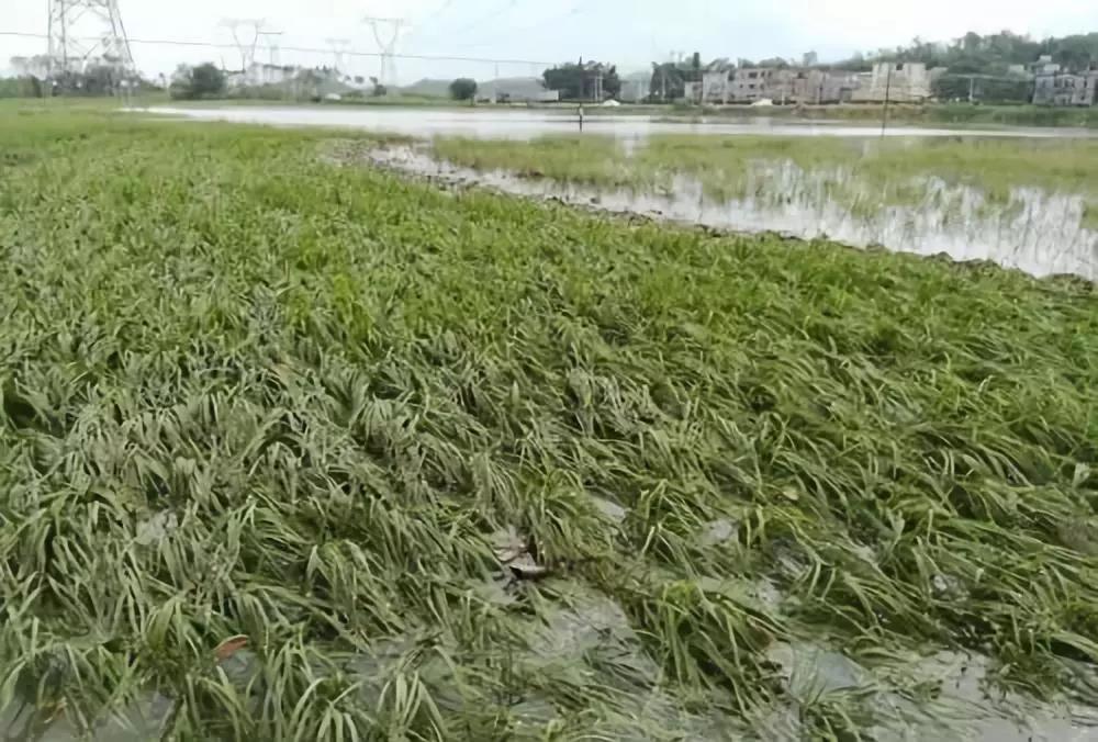 中吸收到较多的硅元素就会发生茎秆纤细,倒伏及抗病能力差等缺硅症状
