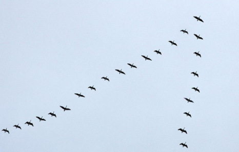 南方冬天该暖不暖,大雁南飞不会蒙圈|南方|候鸟|大雁_新浪网