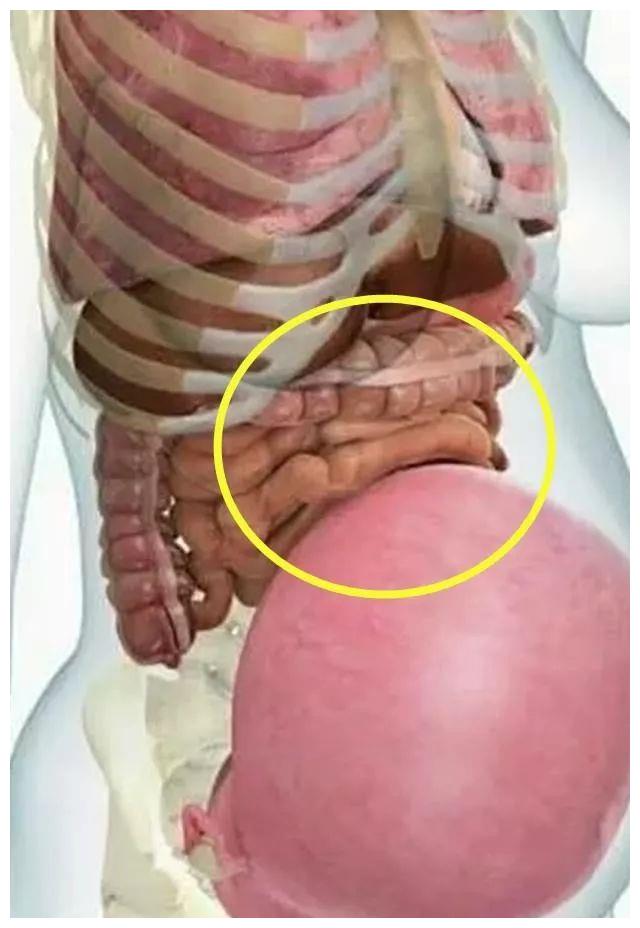 怀孕后孕妇的内脏到底会变成什么样3张图告诉你这不是一般的辛苦