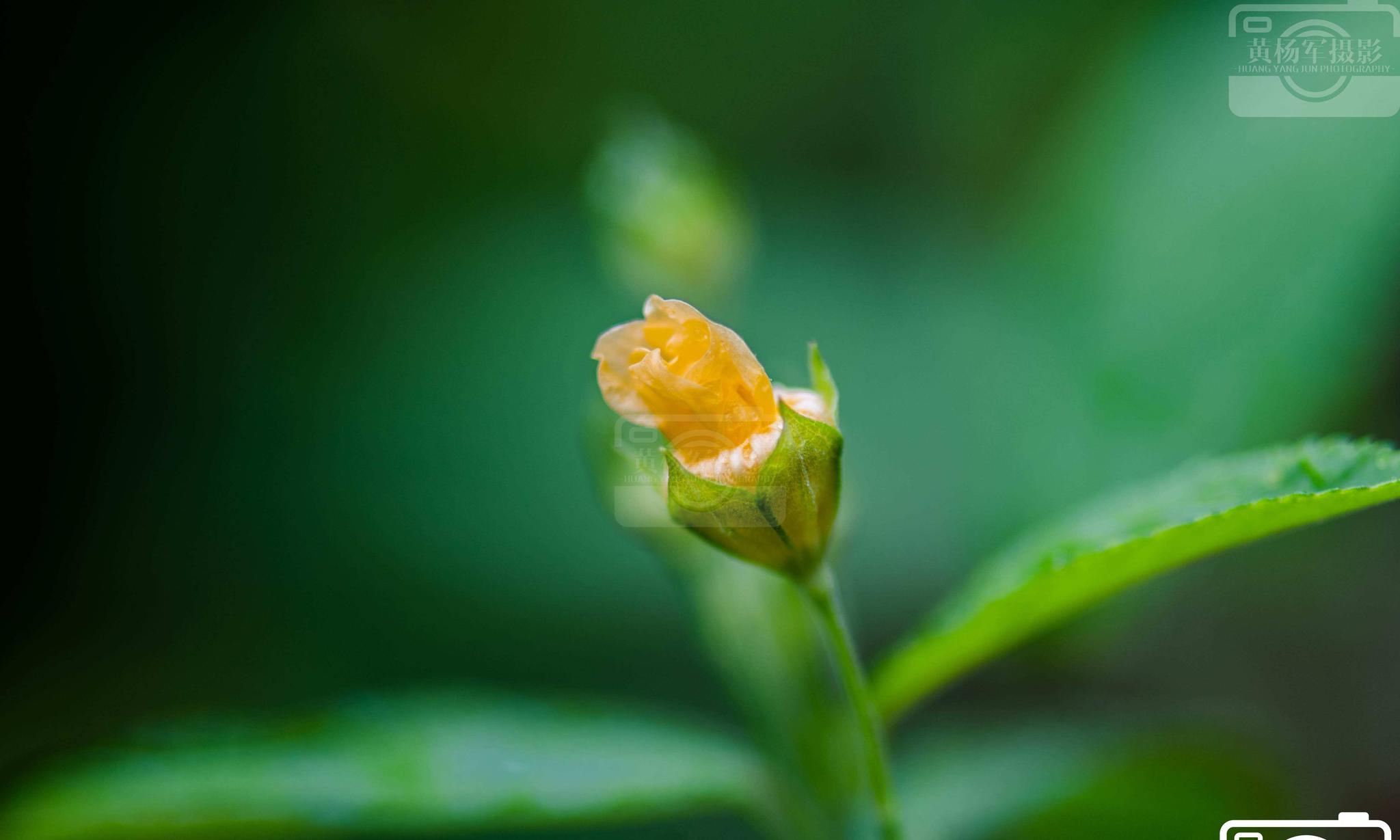 细雨中美丽的白背黄花稔