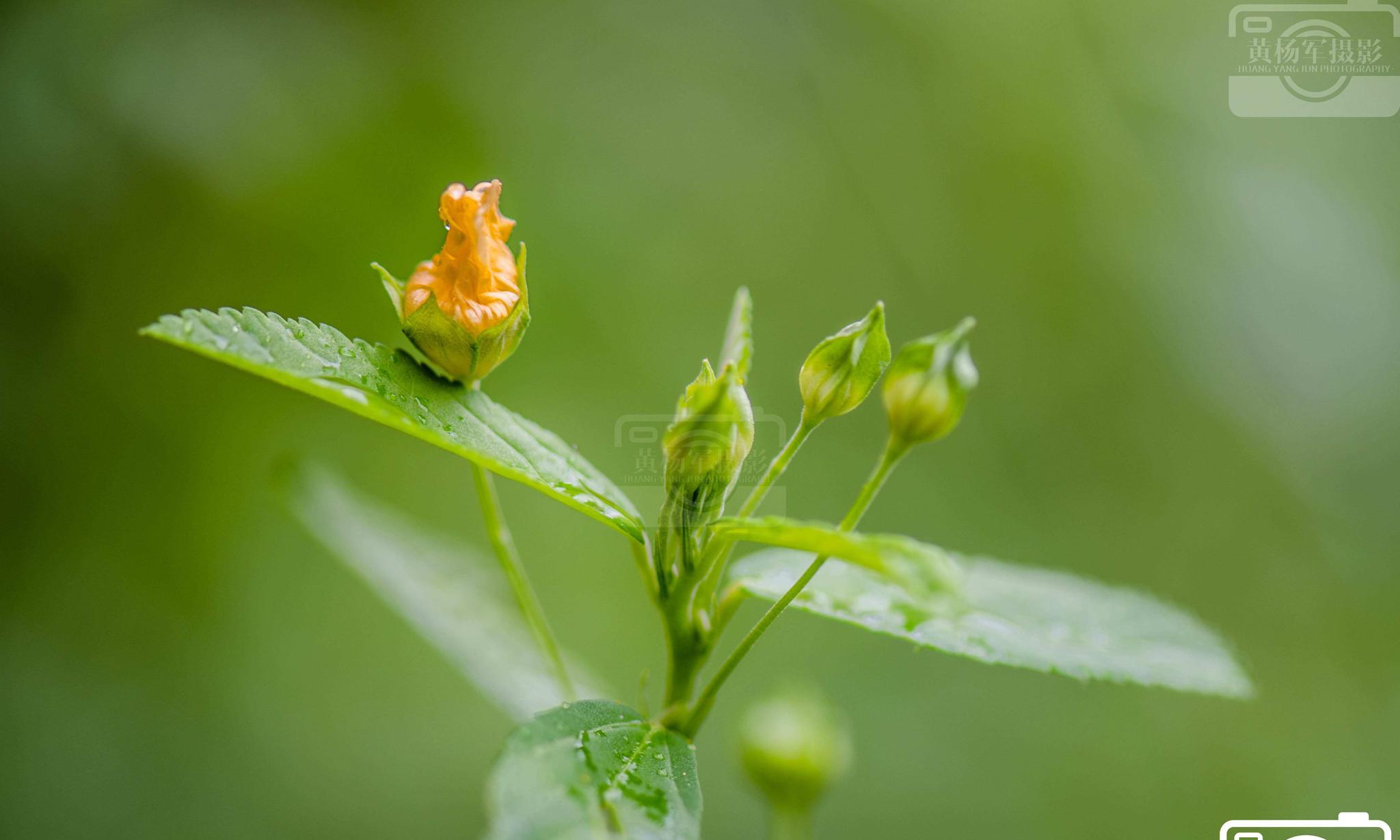 细雨中美丽的白背黄花稔
