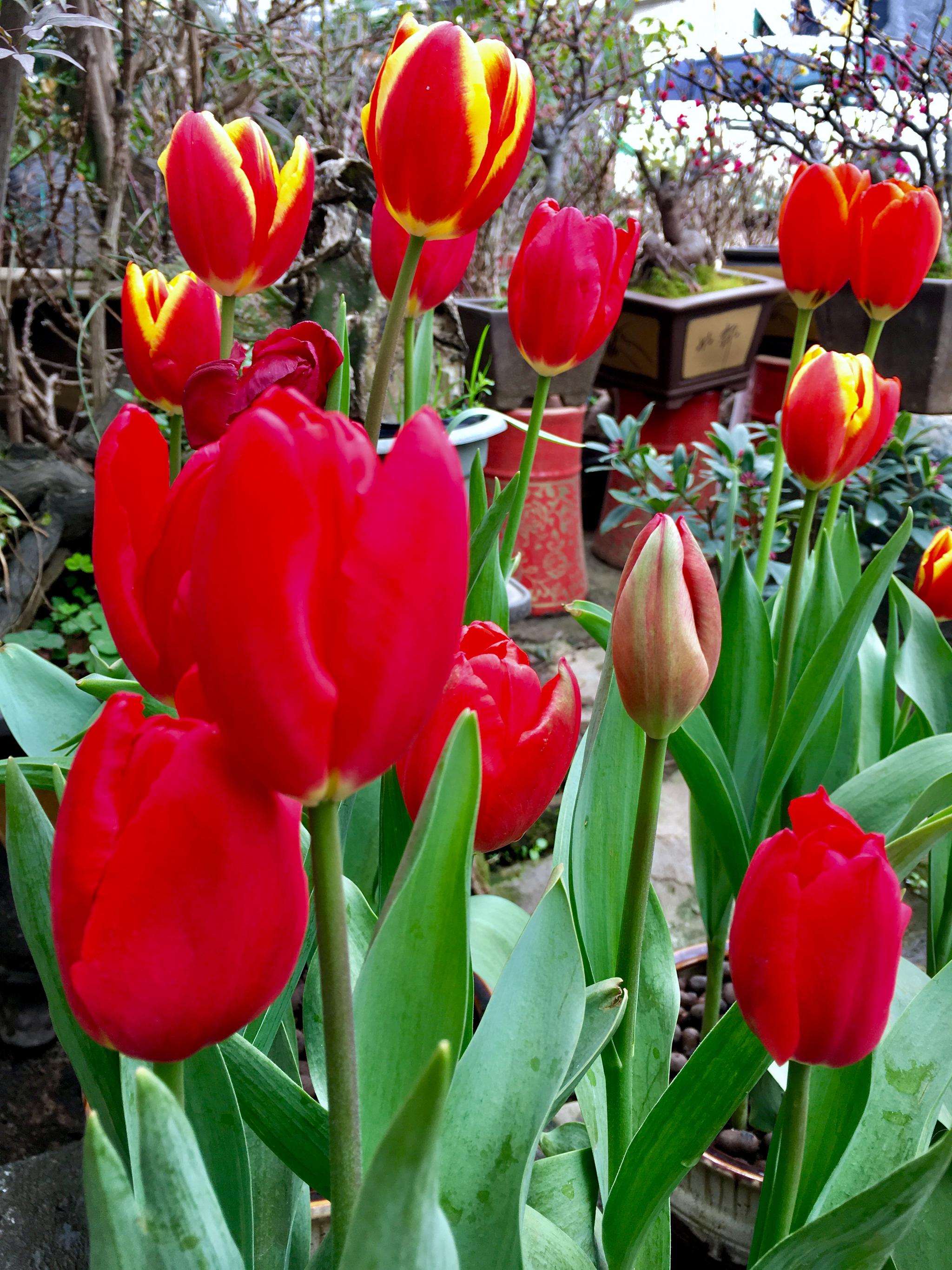 花中皇后郁金香