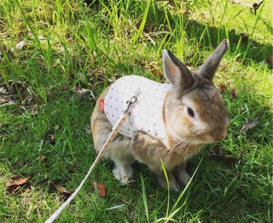 遛兔子是一种什么样的体验?网友:你可能要防止它耍大牌