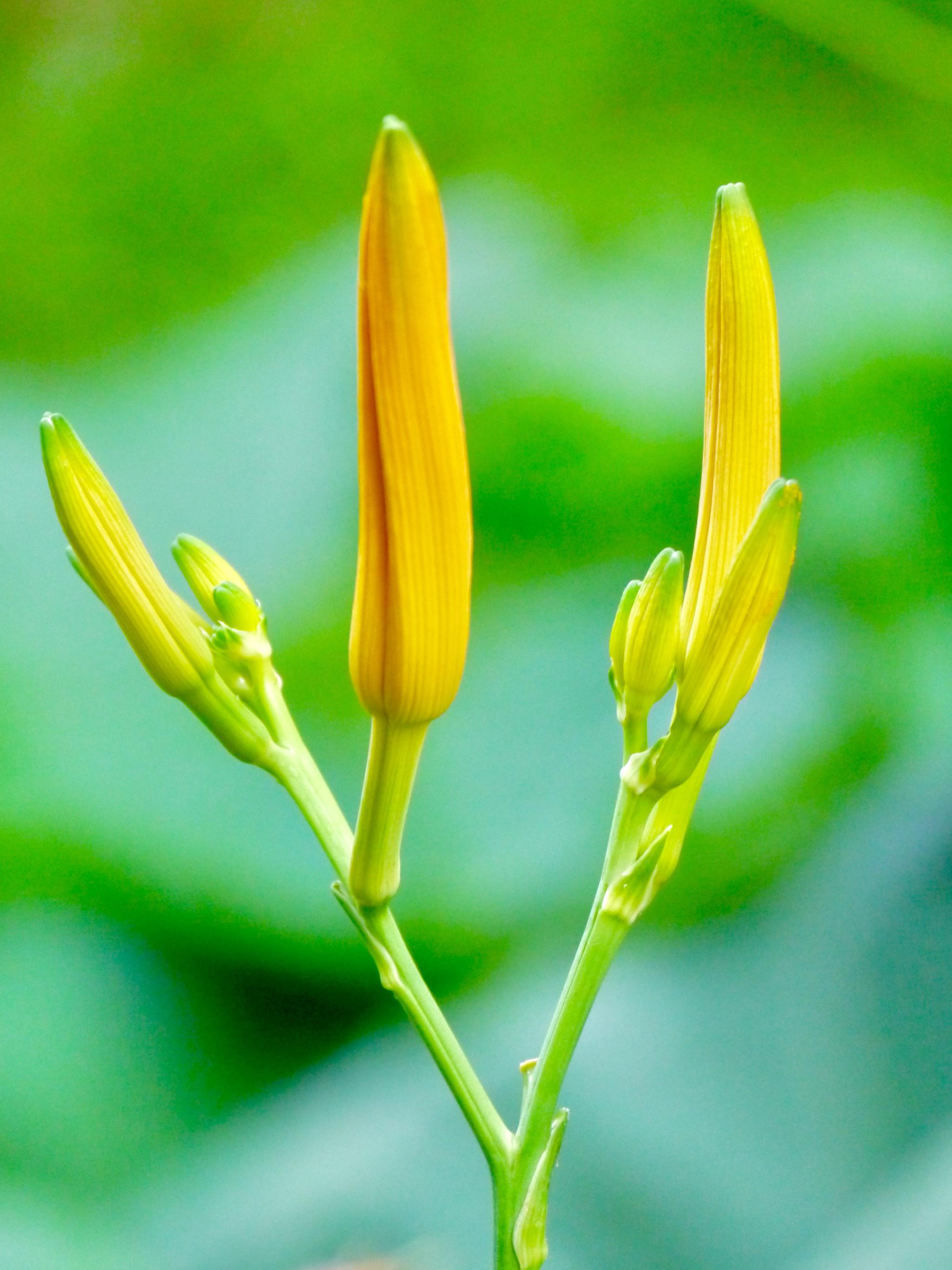 萱草花(忘忧草)