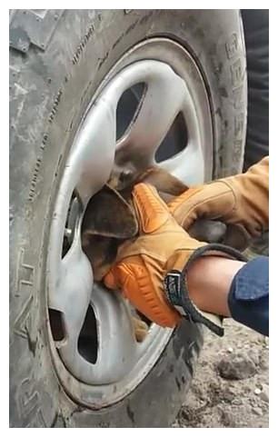 狗狗寻找食物时头被卡在废弃轮胎中部,画面搞笑