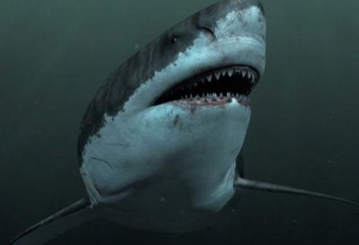 巨齿鲨在史前时代没有天敌,它为何会灭绝呢?