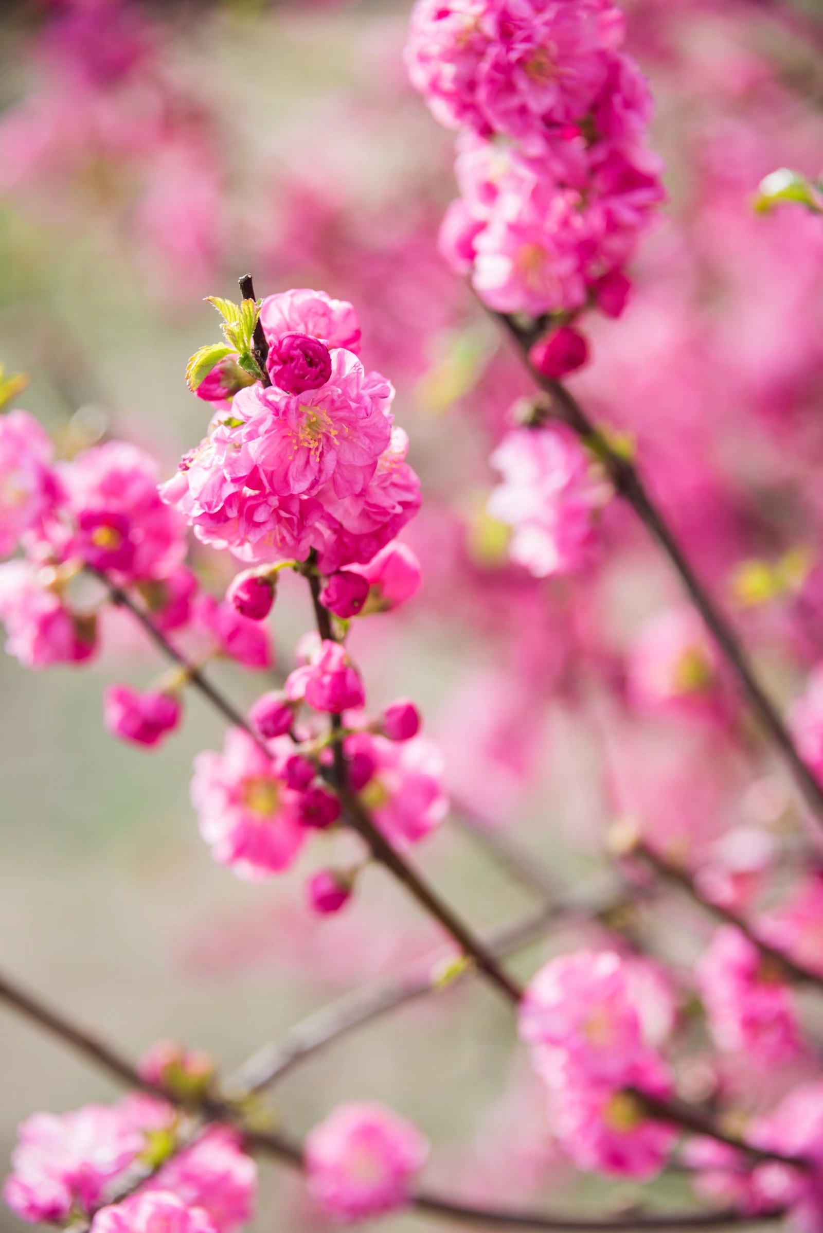 美丽的花美好的寓意欣欣向荣榆叶梅25图