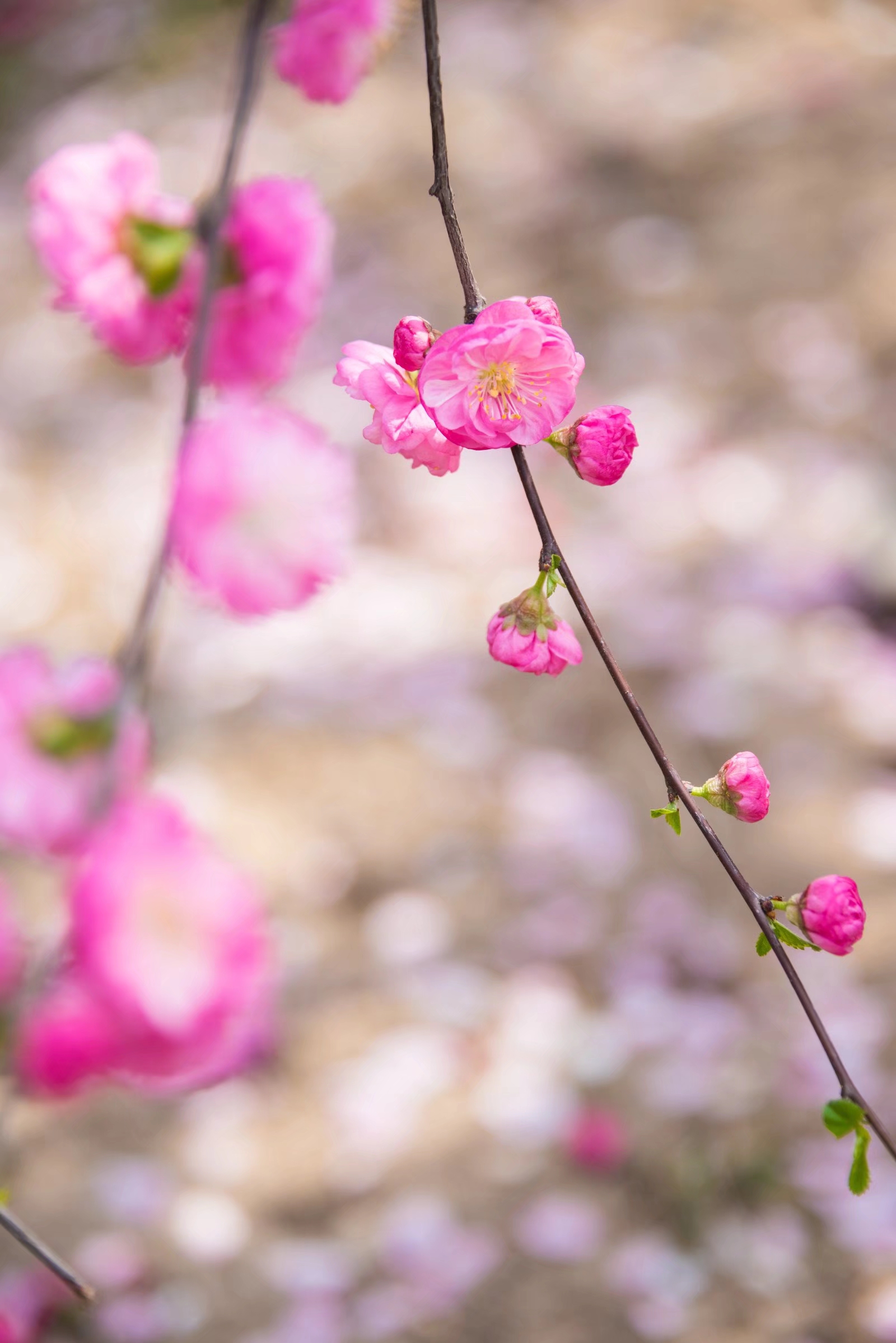 美丽的花美好的寓意欣欣向荣榆叶梅25图