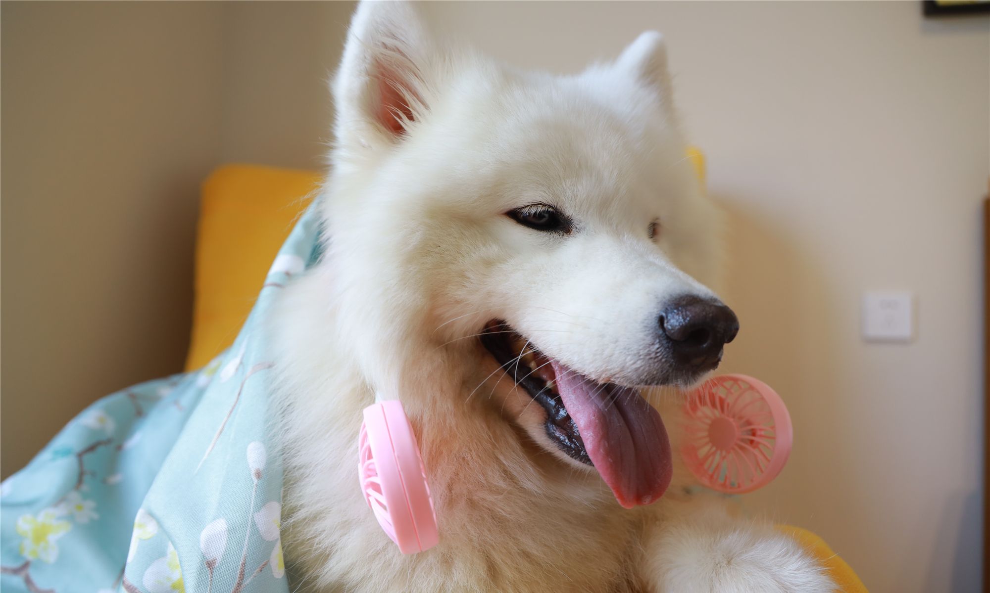 萨摩耶童心大发,披上被子扮演阿拉伯公主