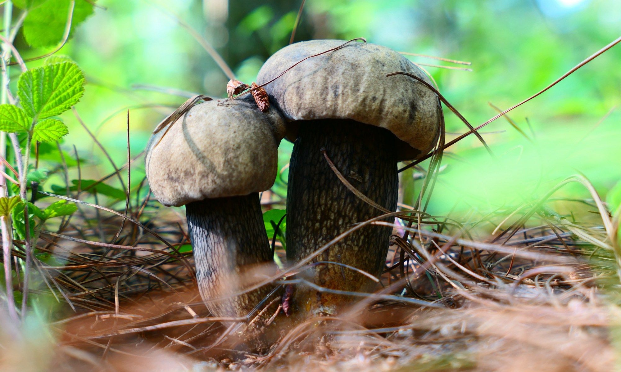 美味可口的云南野生菌_高清图集_新浪网