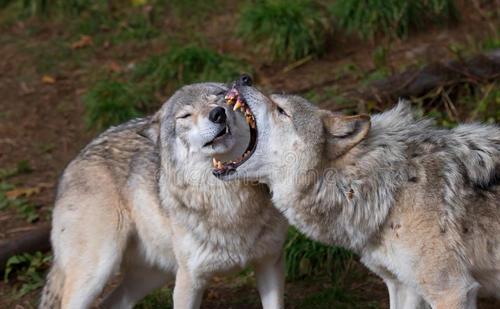 世界上"最大"的犬科动物,体长超过2米,战斗力十分强悍!