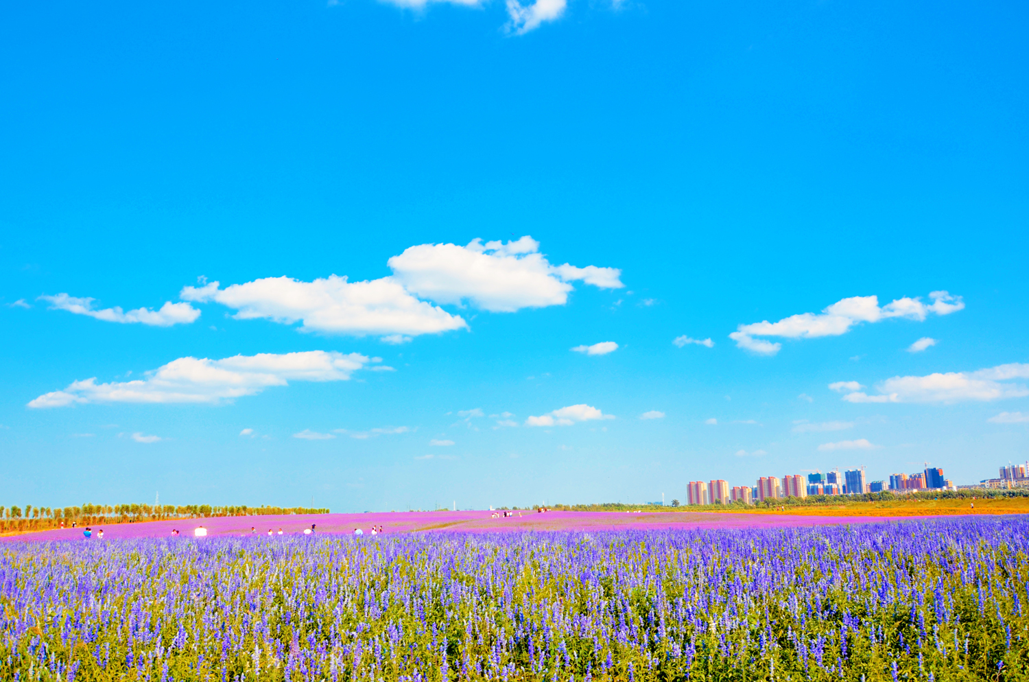 浪漫的紫色浪漫的心情通辽市薰衣草花园原创摄影