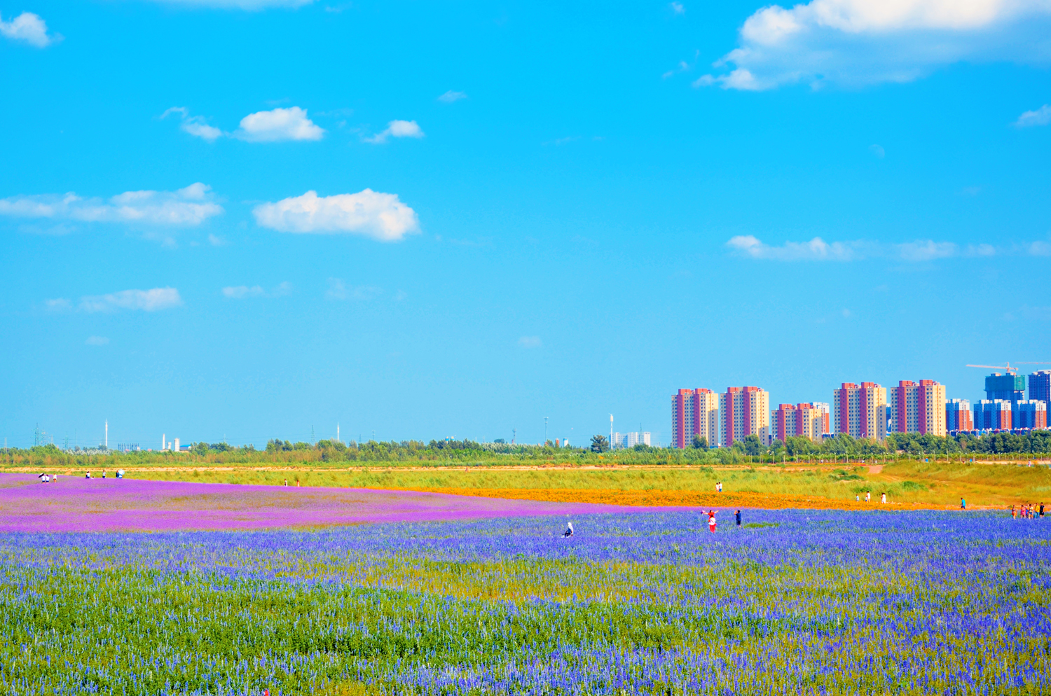 浪漫的紫色浪漫的心情通辽市薰衣草花园原创摄影