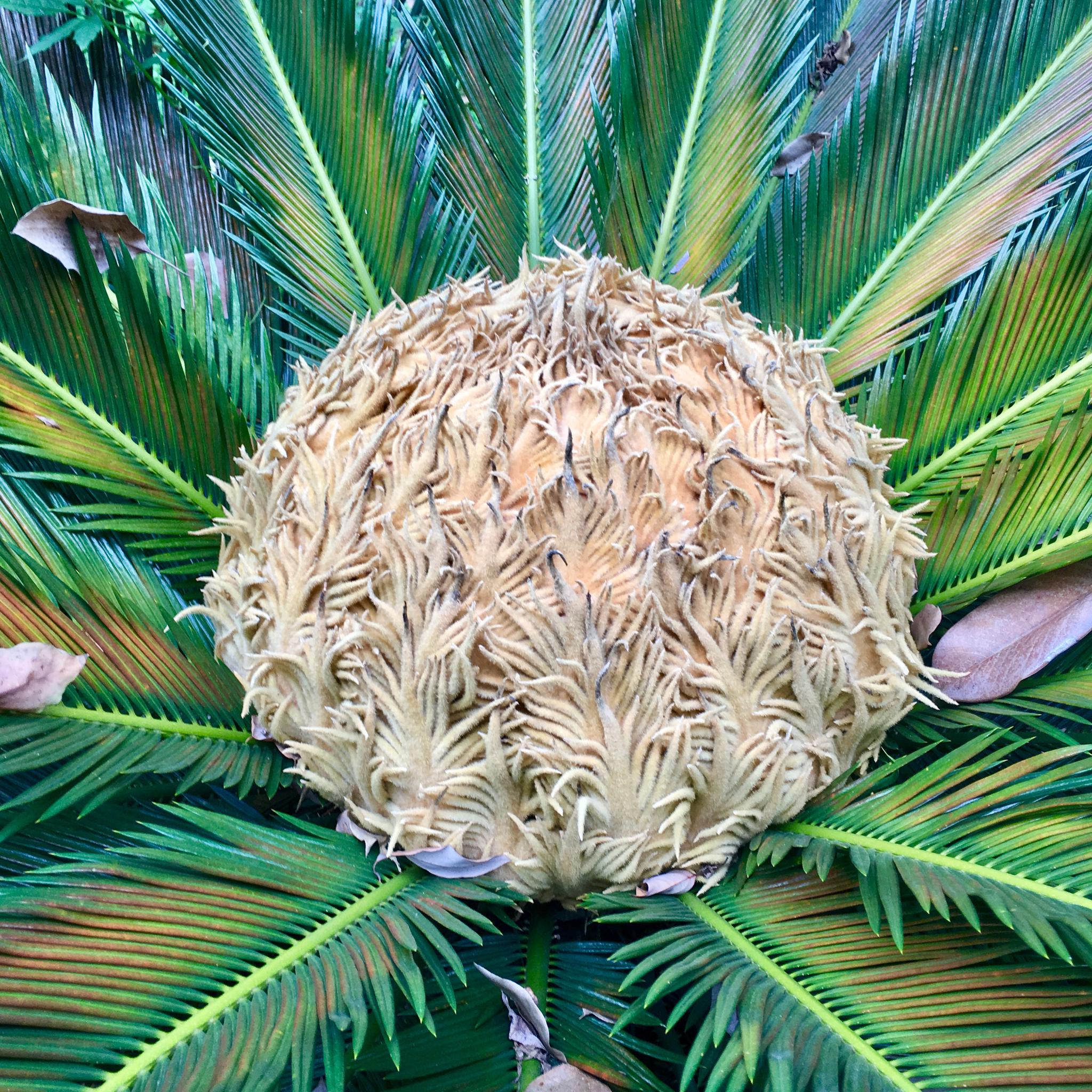 难得一见的铁树雌雄花