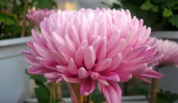 爱上荷花就养珍品名菊清水荷花宛如水中仙女娇艳俊俏动人