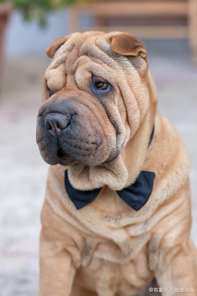 小铭生活小技巧萌宠之沙皮犬的饲养教程,你了解多少呢