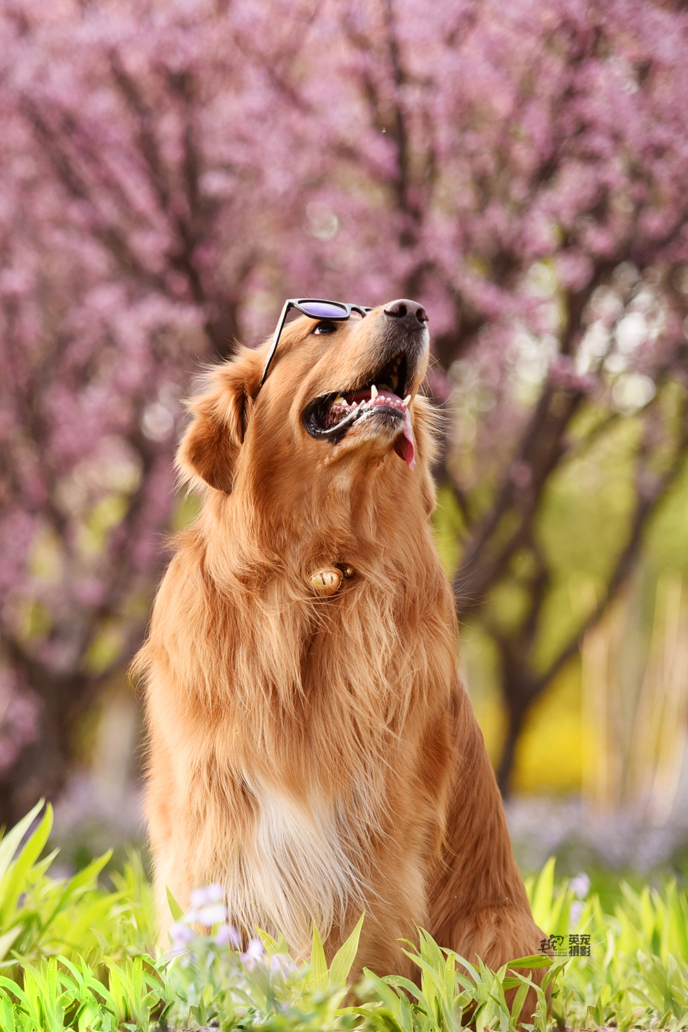 大金毛的春天,你家孩子记录了么?不管你喜欢什么颜色,现在都有