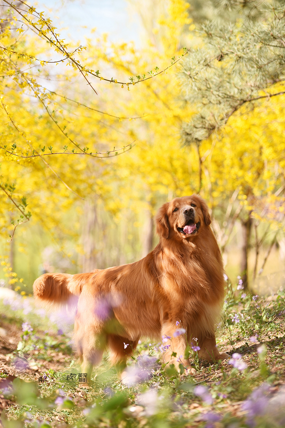 大金毛的春天,你家孩子记录了么?不管你喜欢什么颜色,现在都有