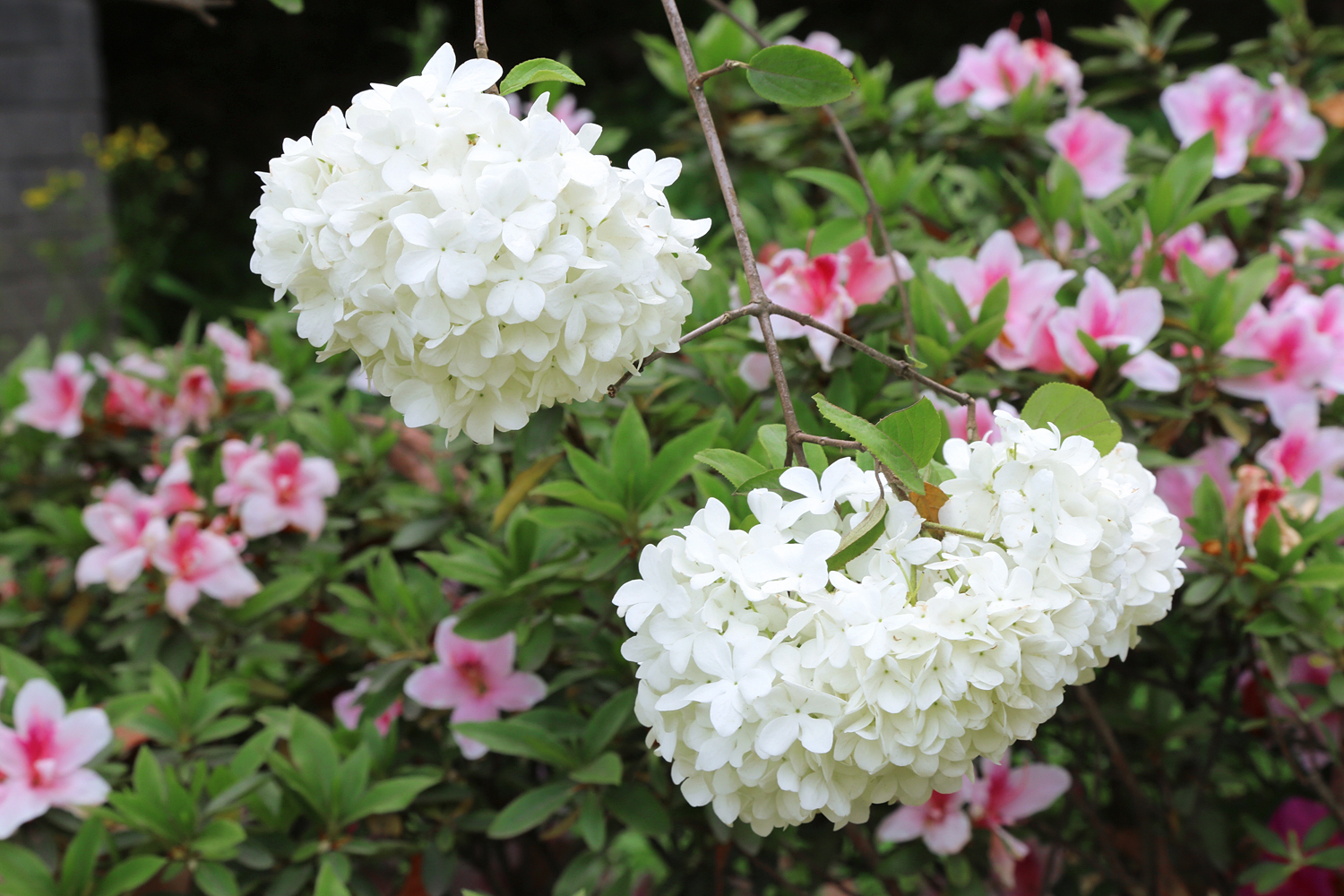 成都植物园荚蒾花盛开 春游赏花正当时